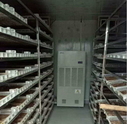 杏干烘干機